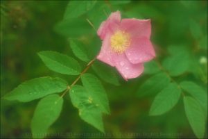 Alaska Wild Rose