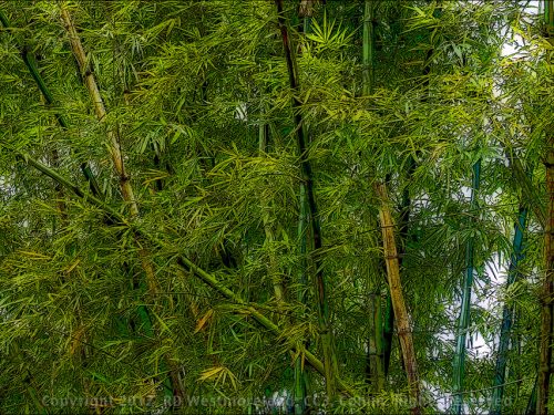Bamboo as Art
