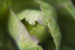 Cabbage Leaves Detail