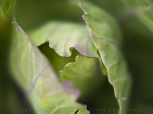 Cabbage Leaves Detail