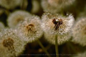 Dandilion Detail