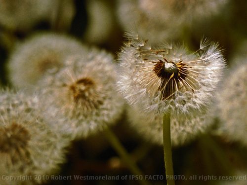 Dandilion Detail