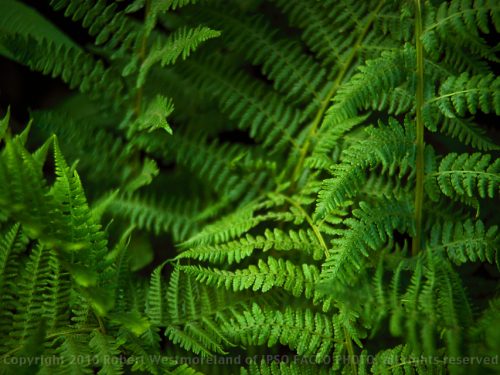 Ferns, Closeup