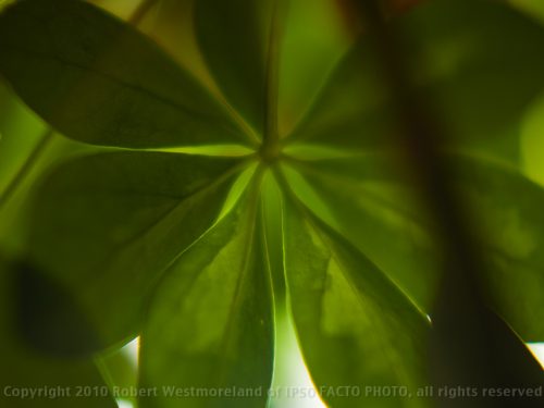 House Plant, III