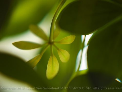 House Plant, II