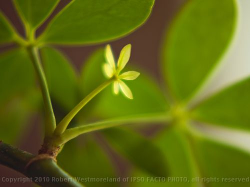 House Plant, I