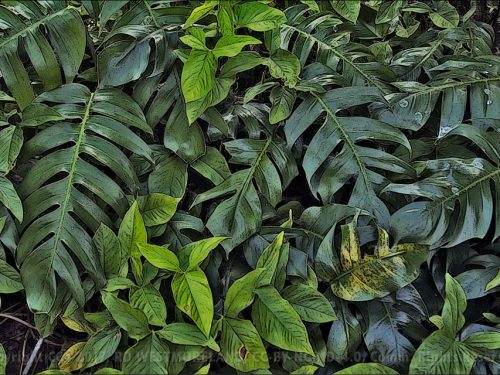 Jungle Wall