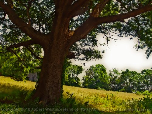 Old Oak Tree