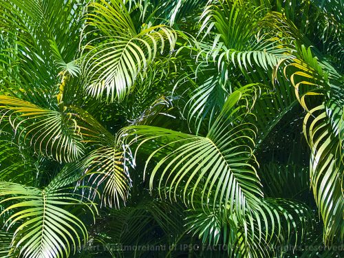 Palm Fronds