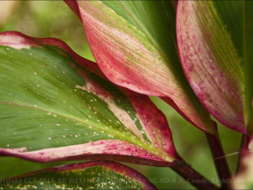 Leaf, Variegated Colors