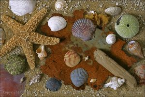 Seashel Collage