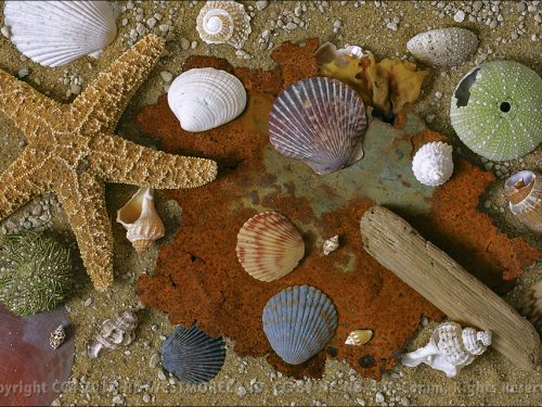 Sea Shell Collage