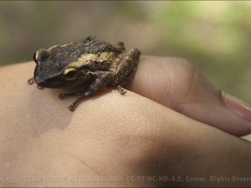 Coqui, Tree Frog