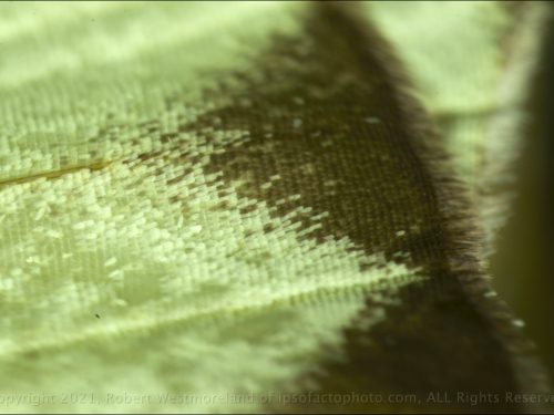 Macro Moth Wing Detail
