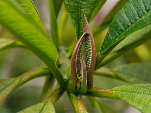 Immature Plumeria