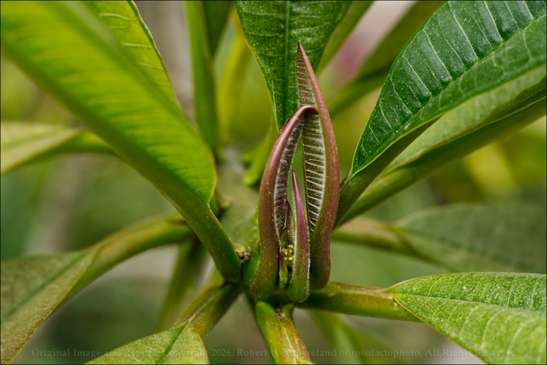 Immature Plumeria