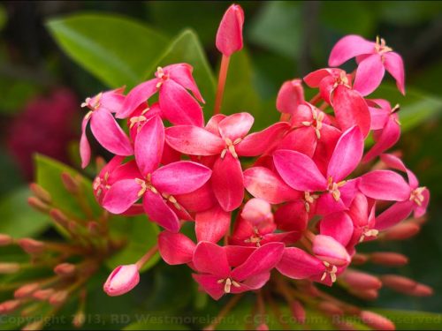 African Ixora Blossoms