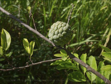 Annona Fruit from Garden