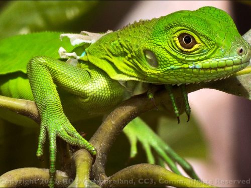 Baby Iguana