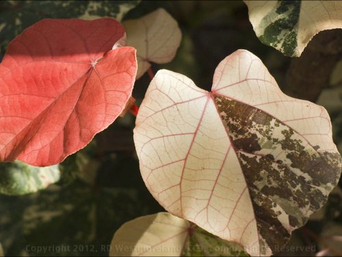 Hibiscus Leaves