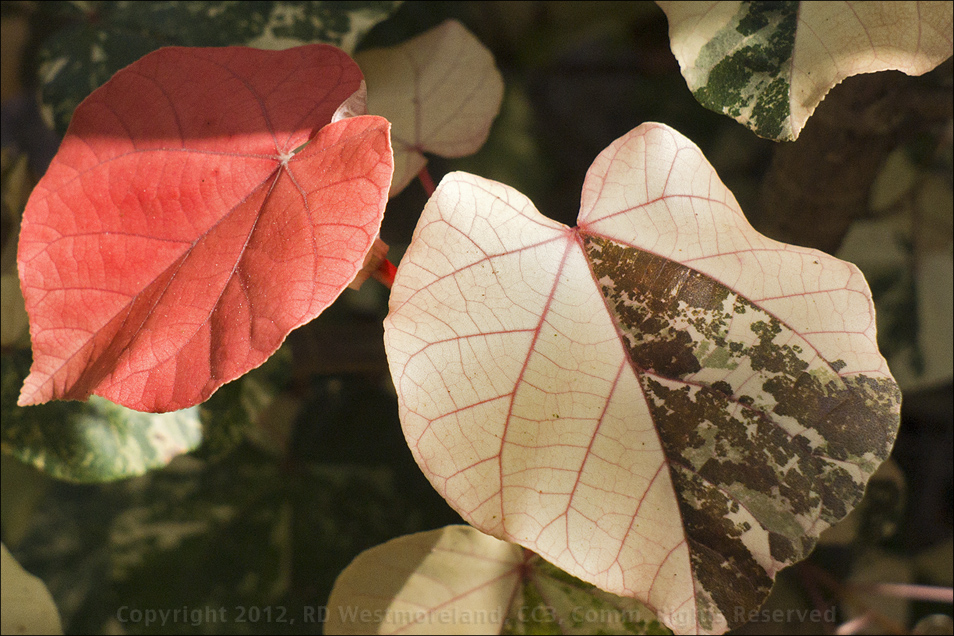 Hibiscus Leaves