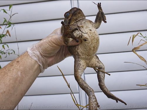 Cane Toad