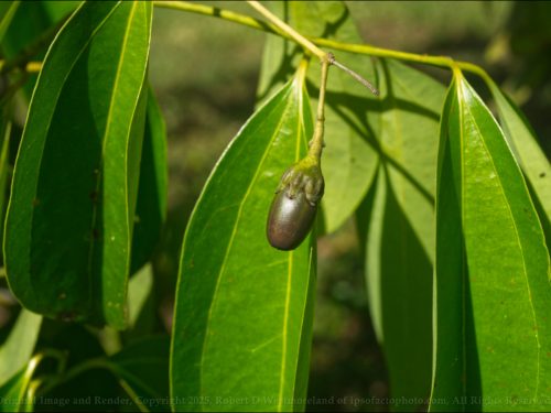 Cinamon Tree Fruit