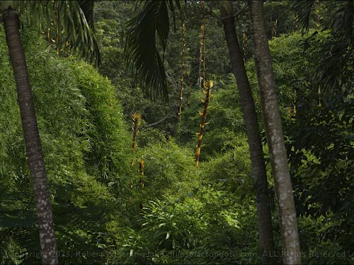 New Bamboo in Eclipse
