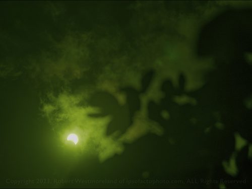 Orchid Tree Eclipse