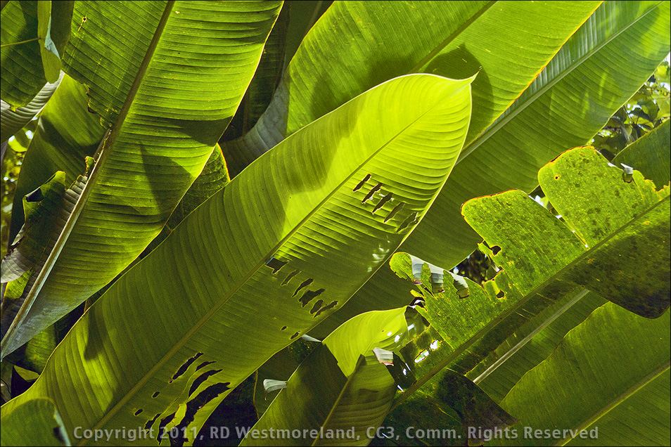 El Yunque Vegetation Detail