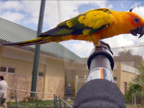 Golden Conures Very Friendly