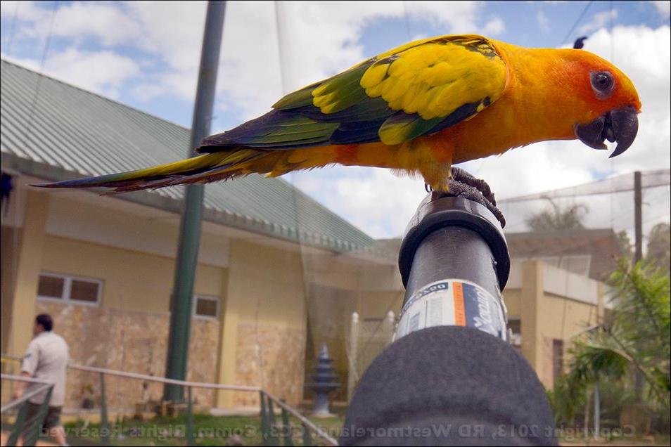 Golden Conures Very Friendly