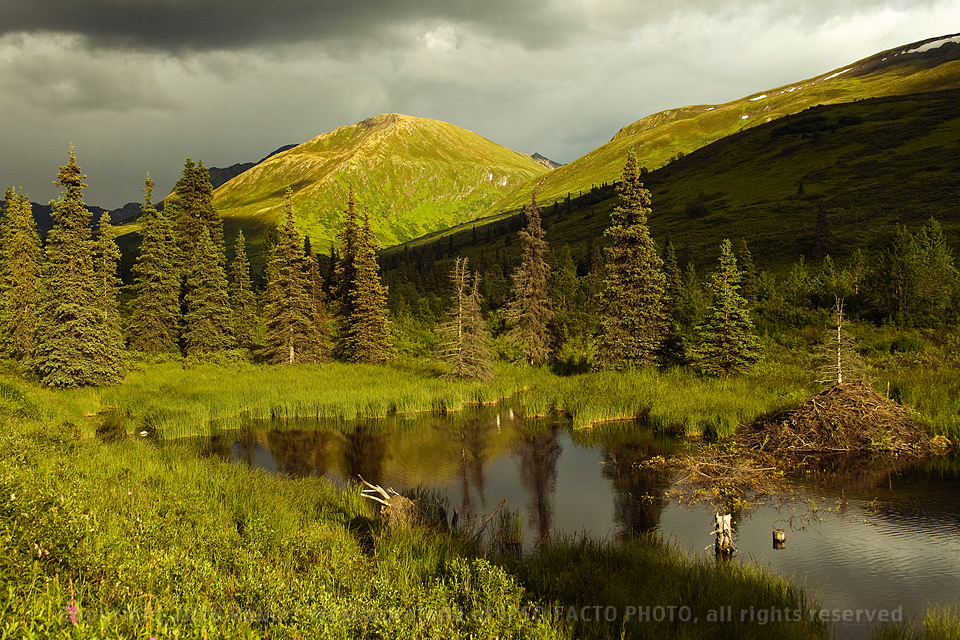 Hatcher Pass Beaver Pond
