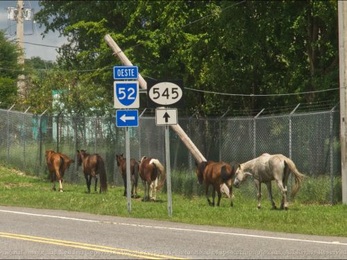 Horses next to Road