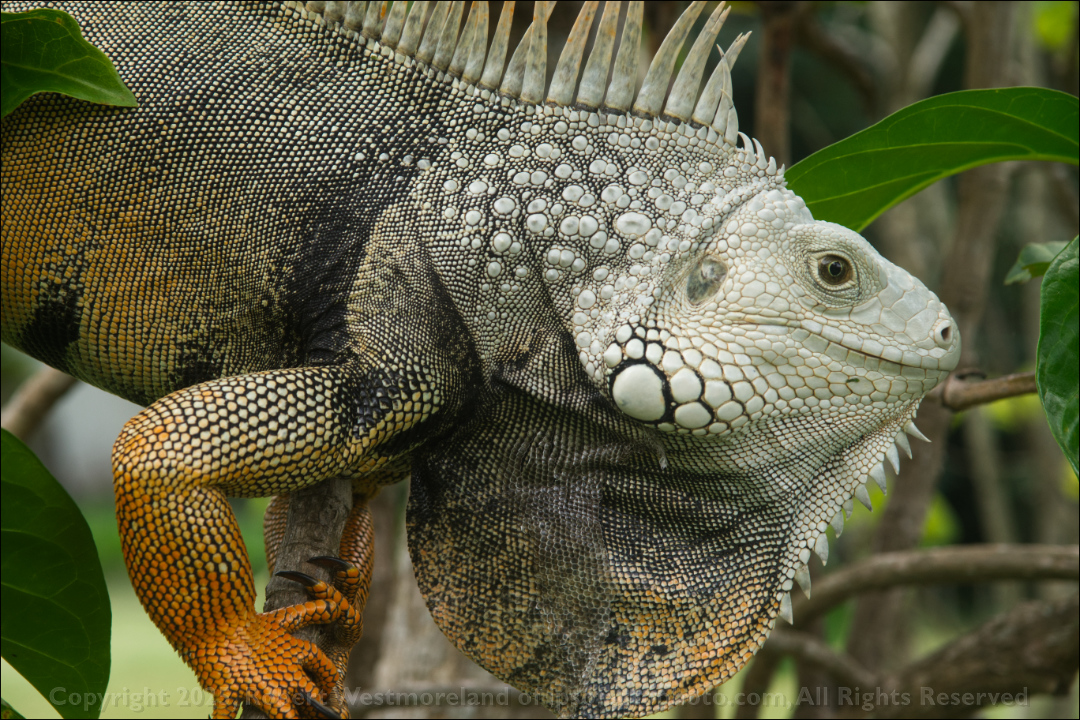 Iguana Closeup