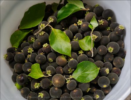 Ketembilla Berries in Bucket