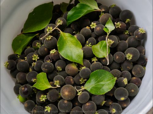 Ketembilla Berries in Bucket