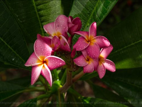 Plumeria Hot Pink