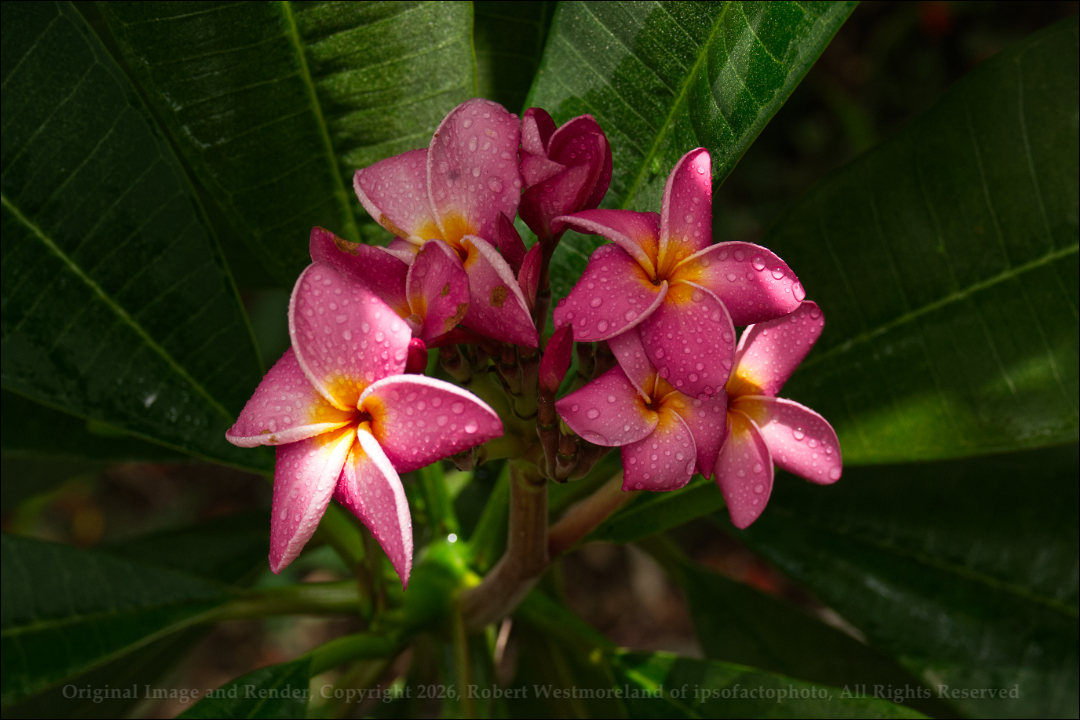 Plumeria Hot Pink
