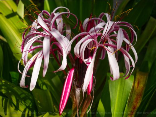 Purple Crinum in AM
