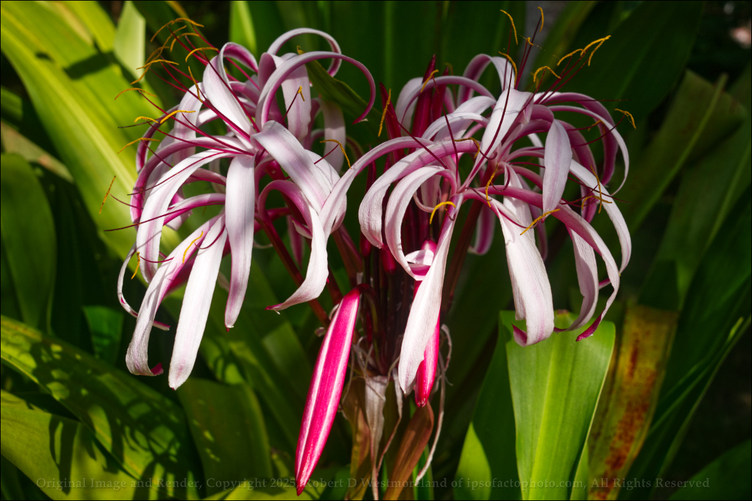 Purple Crinum in AM