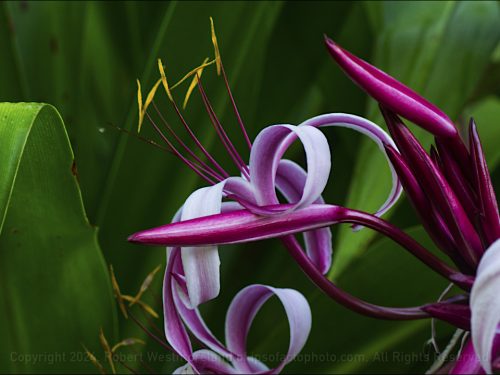Purple Crinum Detail