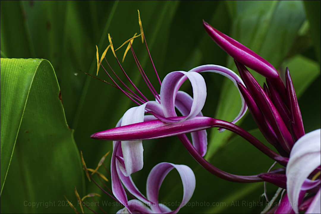 Purple Crinum Detail