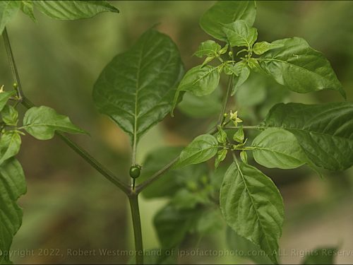 Chiltepen Pepper from Seed