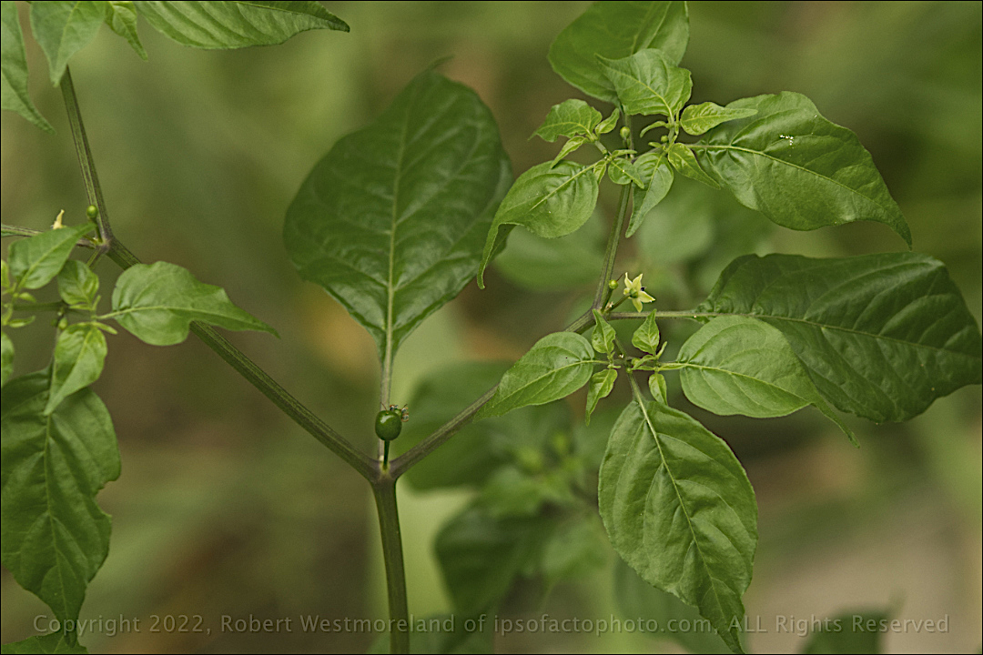 Chiltepen Pepper from Seed