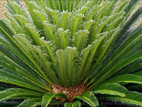 Sago Palm Detail