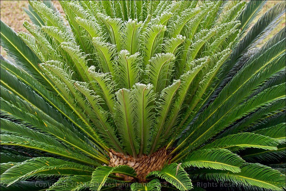 Sago Palm Detail