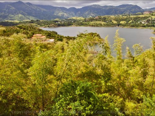 Toa Vaca Lake Bamboo